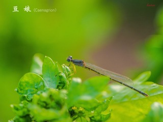IMGP0671_
