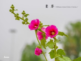 IMGP1201_