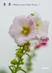 IMGP1202_