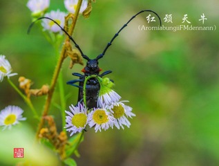 IMGP2295_