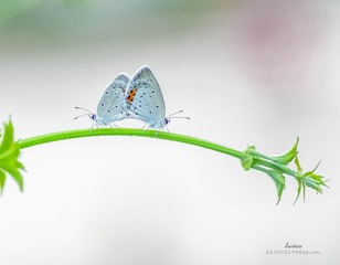 IMGP2449_