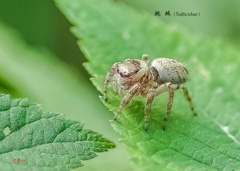 IMGP2576-2_