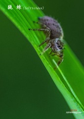 IMGP2877_