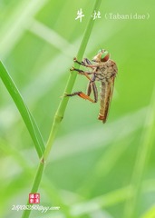 IMGP3611_