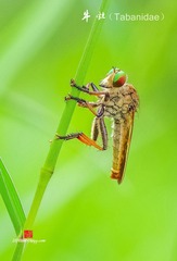IMGP3621_