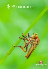 IMGP3674_
