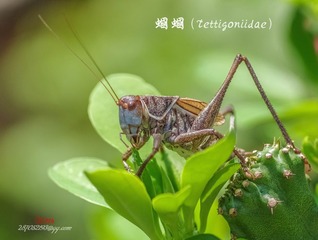 IMGP3907_