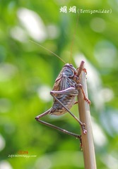 IMGP3966_