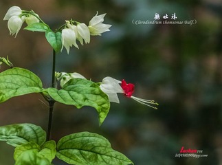 IMGP4316_