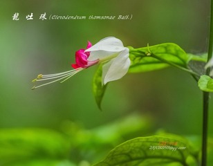 IMGP4327_