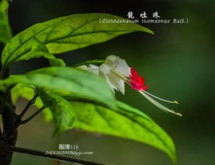 IMGP4363_