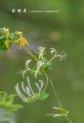 IMGP4237_