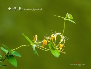 IMGP4267_