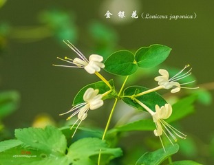 IMGP4984_