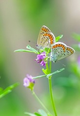 IMGP6439__