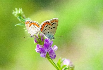 IMGP6587_2