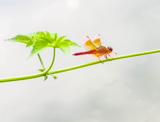 IMGP8365_