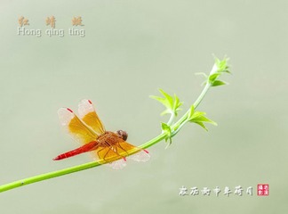 IMGP8368__