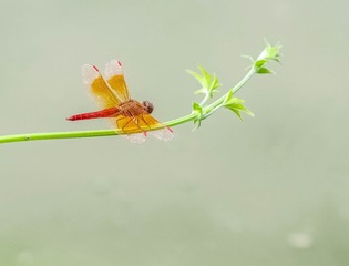 IMGP8369_