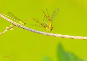IMGP2072_