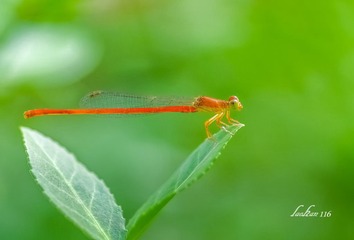 IMGP2907__