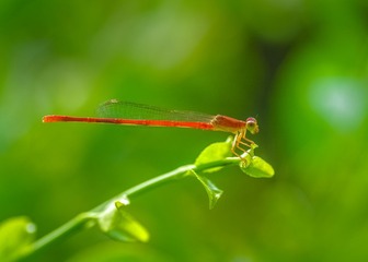 IMGP2918_