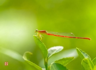 IMGP2959__
