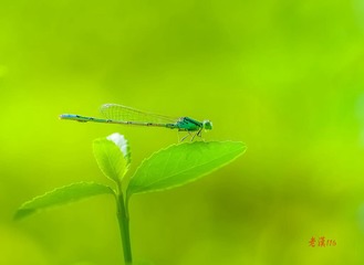 IMGP2990__
