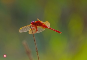 IMGP2179_