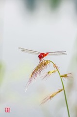 IMGP3093_