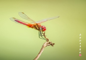 IMGP3148_