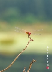 IMGP3160_