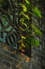 IMGP3529-2_