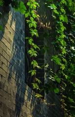 IMGP3535_