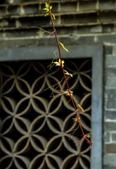 IMGP3565-2_