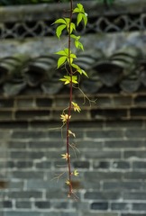 IMGP3584_