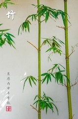 IMGP4041_