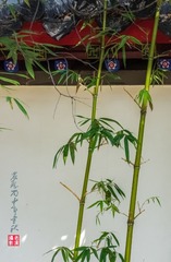 IMGP4053_