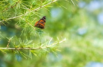 IMGP5905_