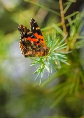 IMGP5981_
