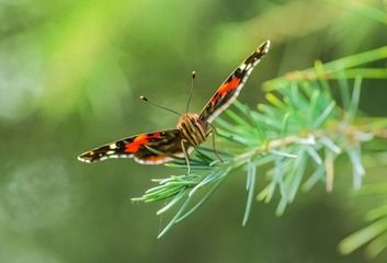 IMGP6018_