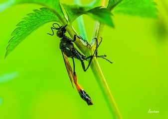 IMGP8483_