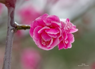 IMGP3071_