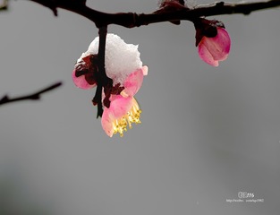 IMGP3110_
