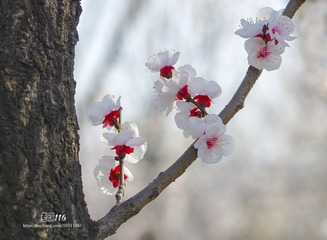 IMGP6505_