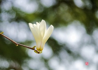 IMGP6332_