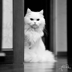 DSC_9819.jpg