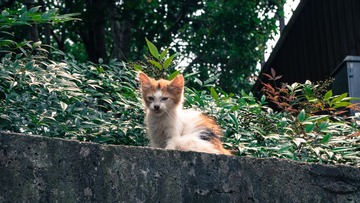 IMGP1385-2-2