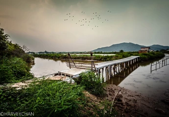 birds flying high
