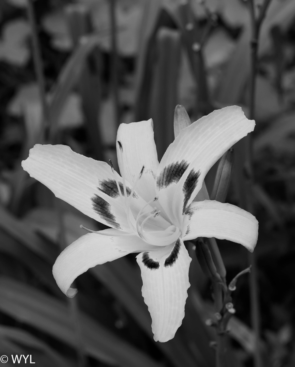 一只花,但是在单身狗眼里就是灰色的,因为狗并不能察觉色彩空间